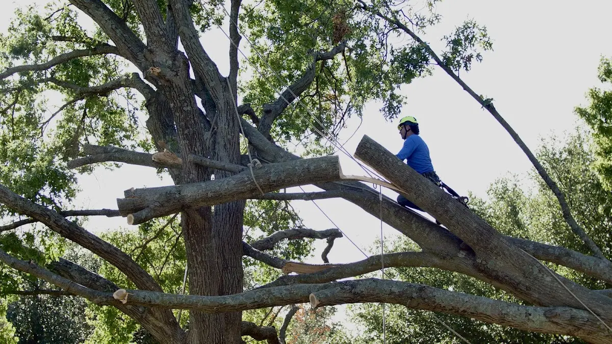 Professional Hazardous Tree Removal performed by certified arborists in Amesville